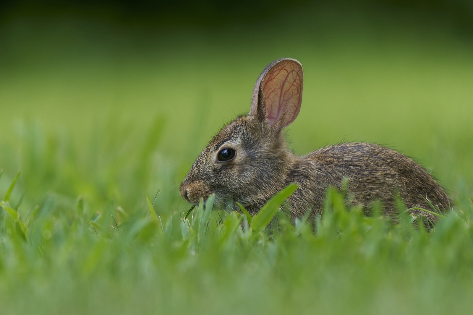 A cottontail low in green grass, one ear raised and lit from behind so the veins show.