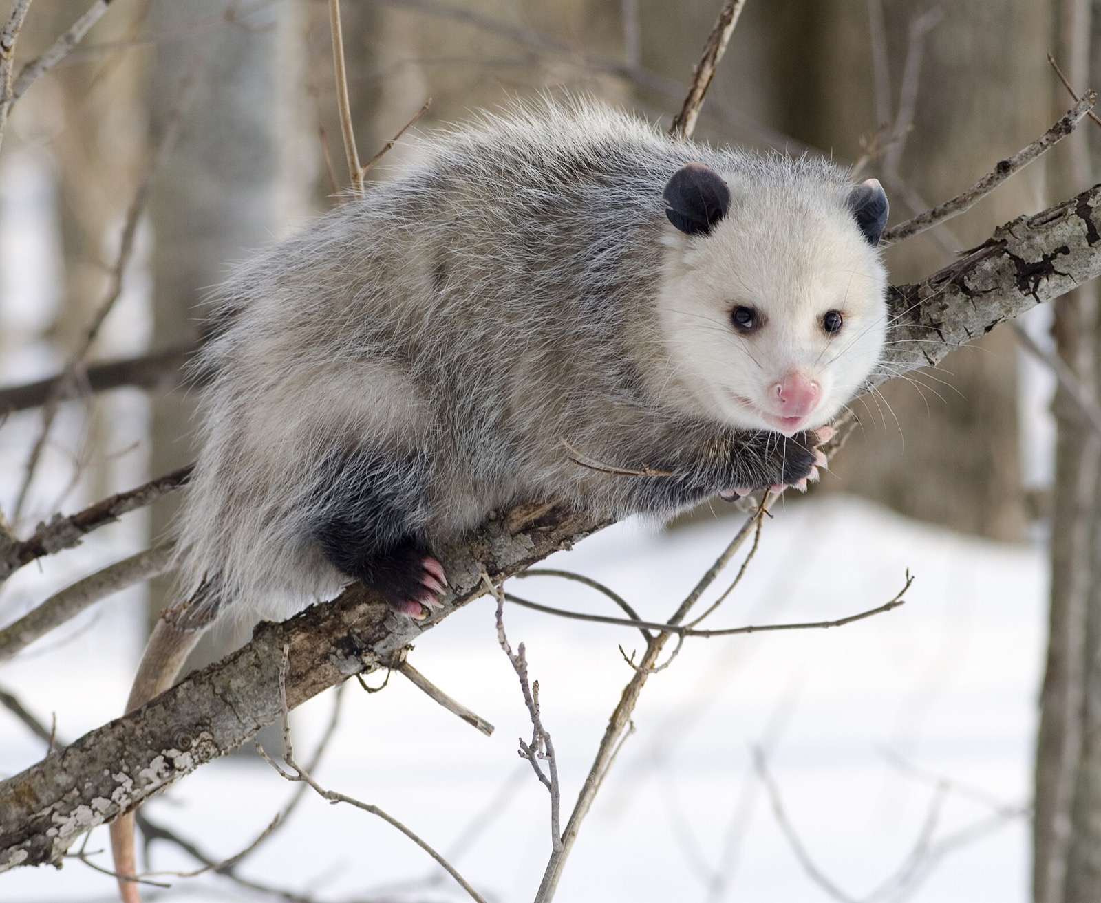 An opossum on a bare branch in winter, pink nose and black ears, gripping the wood with its hind feet.