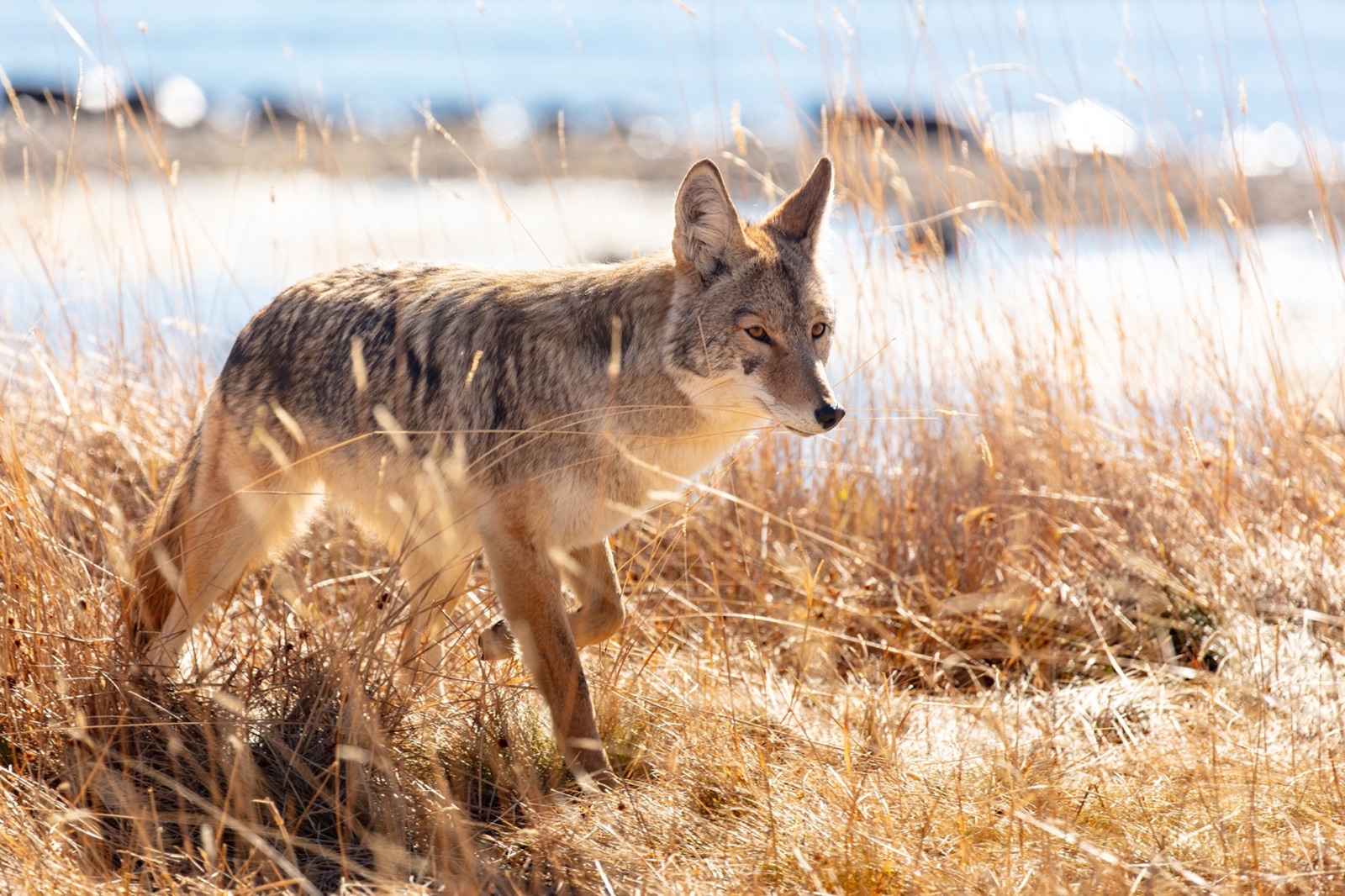 A coyote walking through dry winter grass in profile, ears forward, moving past.
