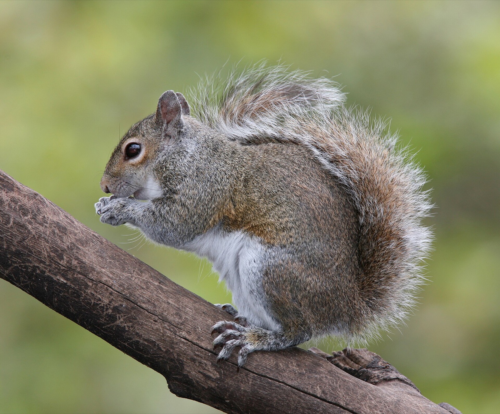 A grey squirrel on a branch holding food to its mouth with both forepaws, tail fanned behind it.