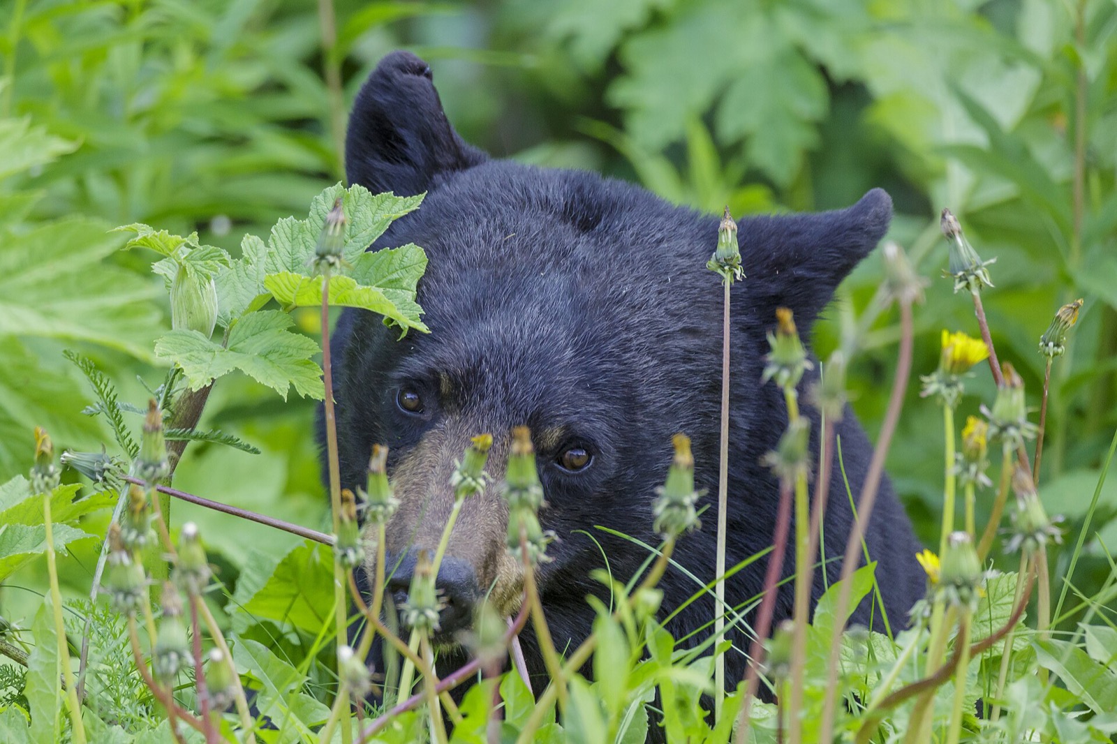 A black bear looking out from waist-high greenery and dandelion heads, its pale brown muzzle lowered.